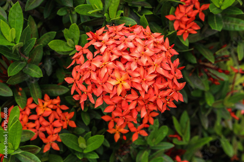 Ixora flower blooming closeup nature background