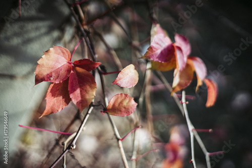 leaves © Valerio Andrulli 