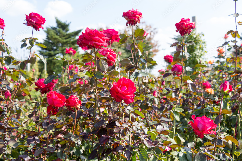 rose / Rose of autumn bloom