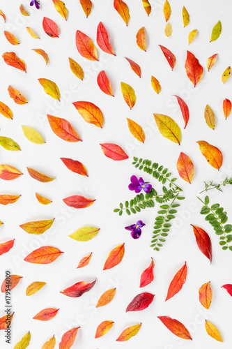 Colorful autumn red blueberry leaves on white background, flat lay, top view