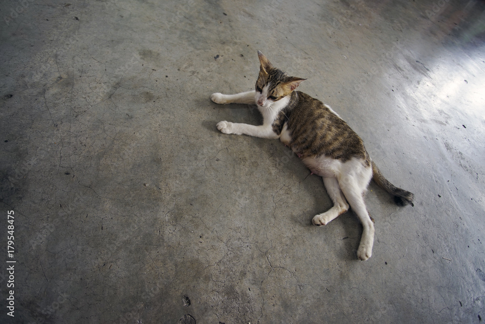Portrait shot of sleepy yellow stray cat lying down on wide cement floor in the park.