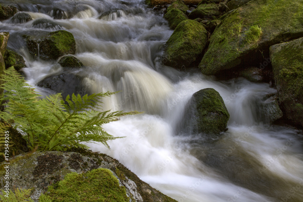 Fast-flowing water, picturesque blurred shapes of the water movement. Ferns growing on mossy rocks . Fast-flowing water, picturesque blurred shapes of the water movement. Ferns growing on mossy rocks .