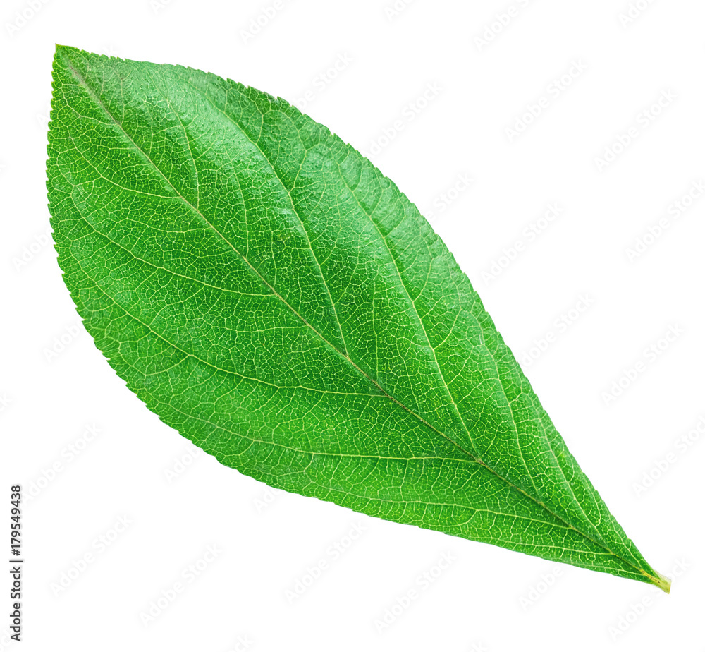 Obraz premium Plum leaf isolated with clipping path