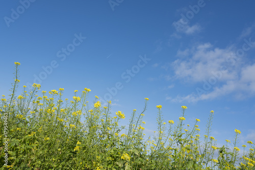 yellow flowers of mustard seed in field with blue sky