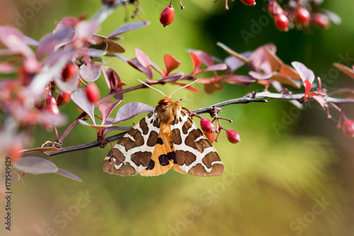 Garden tiger moth (Arctia caja) on the bush