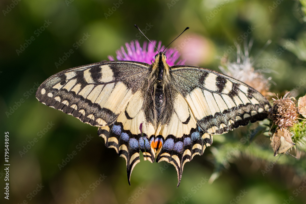 closeup view of Old World swallowtail (Papilio machaon) closeup view of Old World swallowtail (Papilio machaon)