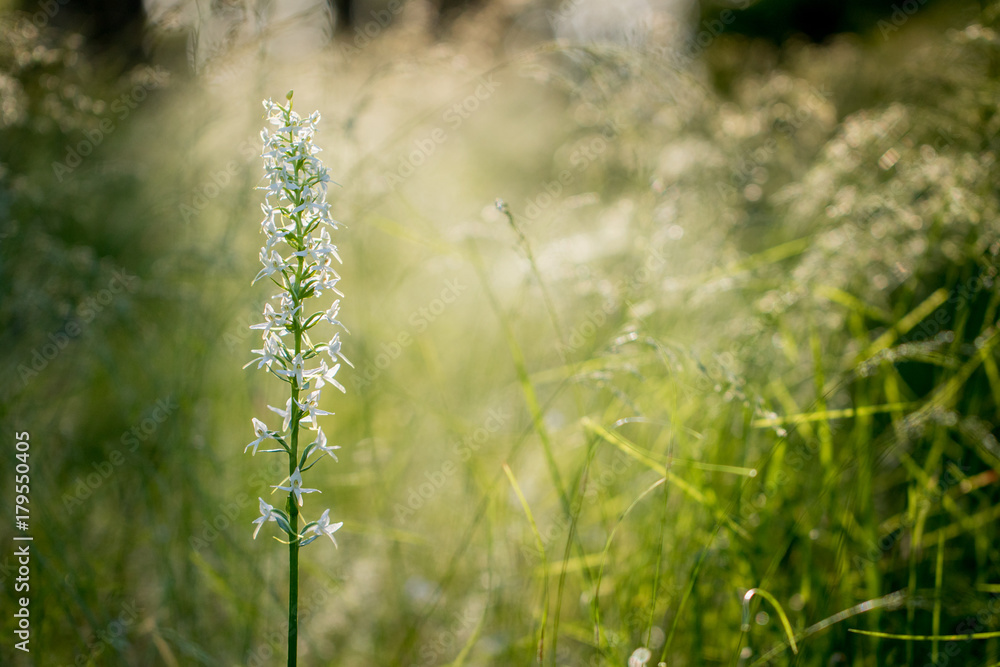 lesser butterfly-orchid (Platanthera bifolia) at sunrise in backlight
