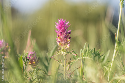 Blossom of field cow-wheat (Melampyrum arvense)