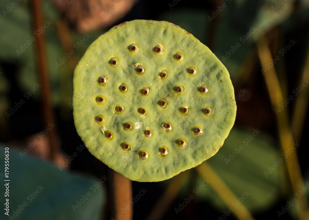 Lotus seeds From Lotus seeds From