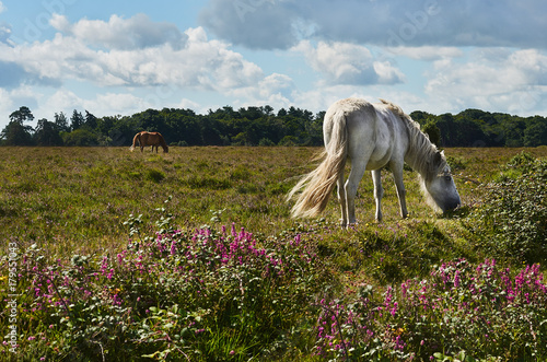 New Forest Pony grazing on healthand in National Park photo