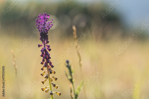 Closeup view of blossom of Tassel hyacinth  Leopoldia comosa 