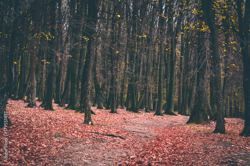 Autumn forrest. Yellow and red leafs on the ground