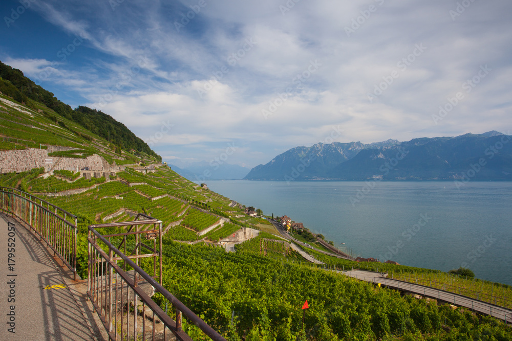 Vineyards of the Lavaux region,Switzerland