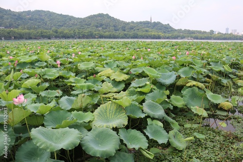 Lac de Lotus