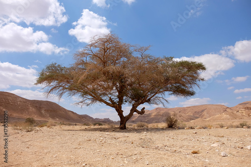 Acacia tree in Negev desert.