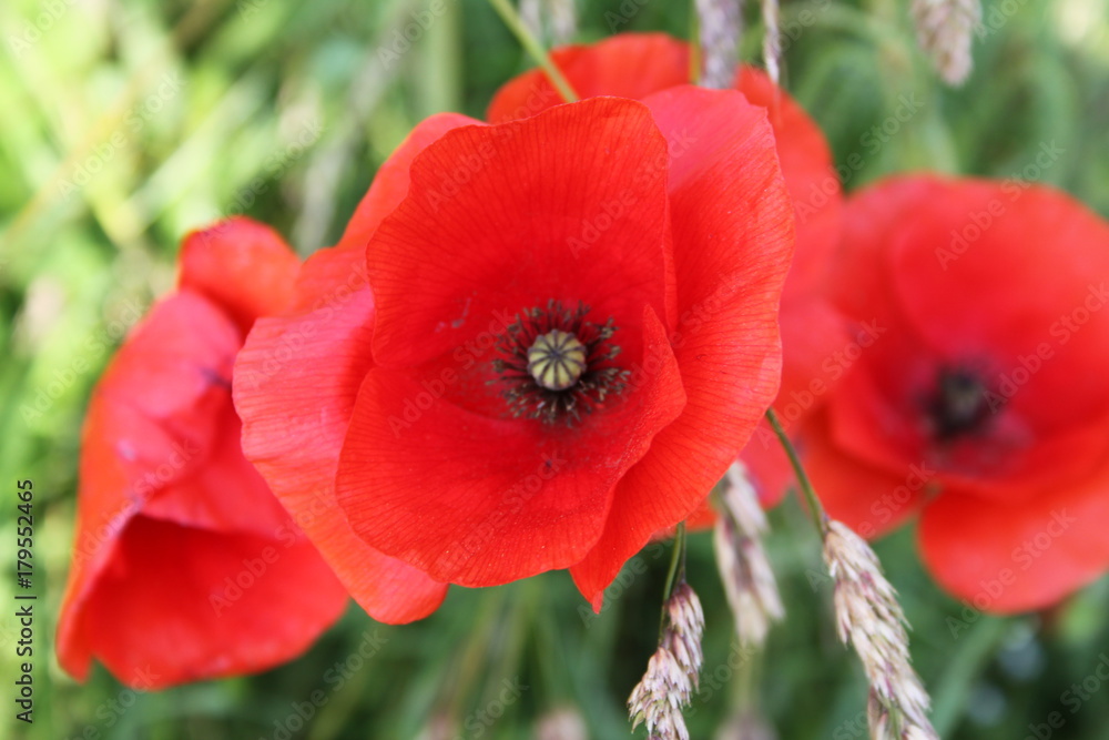 Jolie Coquelicot