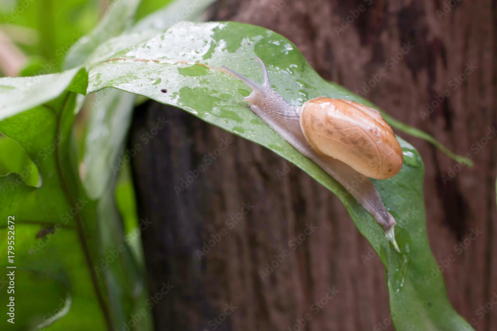 The snail is on a green leaf with drops of water blurry on out focus, Close up snail Climb on green leaf
