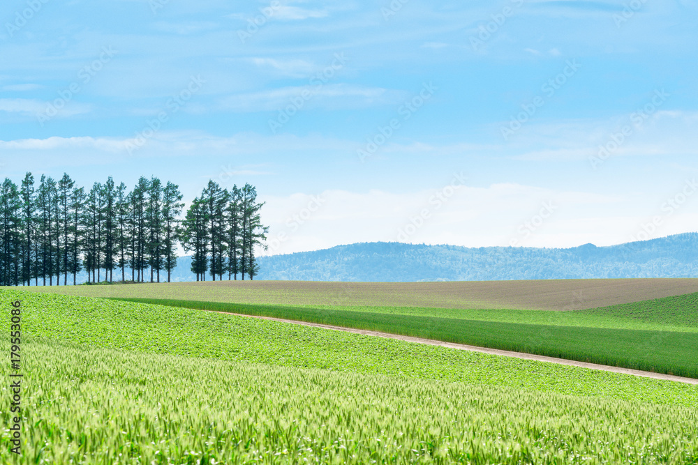 美瑛の有名な丘の風景 北海道 美瑛町 Photos Adobe Stock