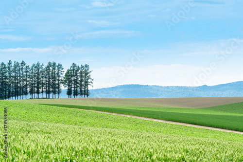 美瑛の有名な丘の風景 /  北海道 美瑛町