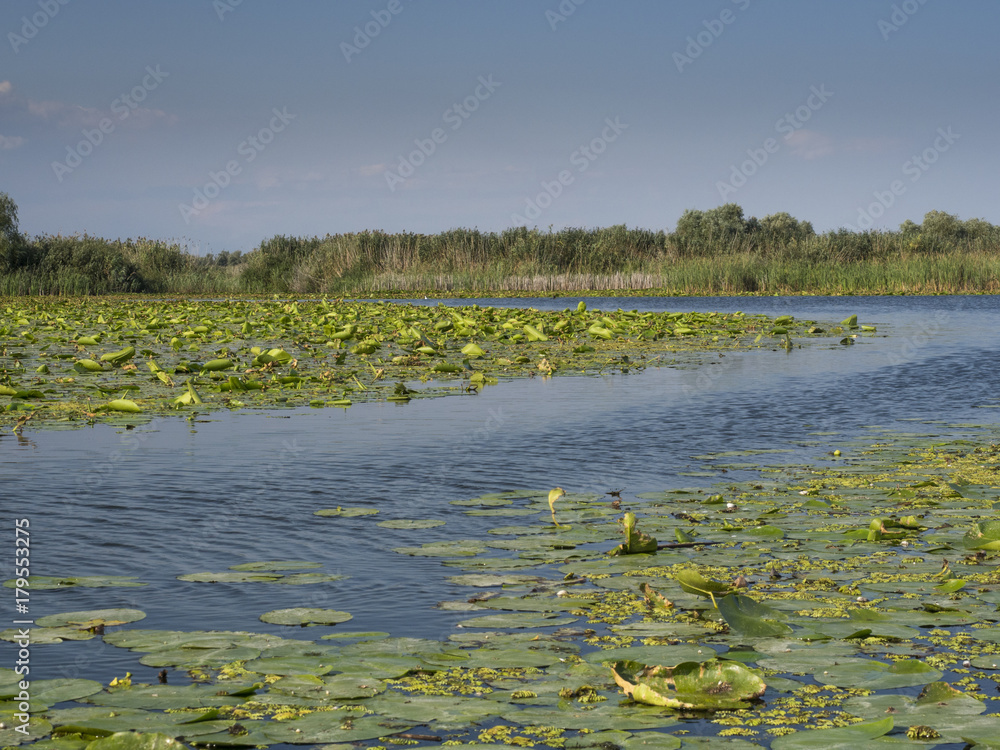 Seerosen auf einem See im Donaudelta (Rumänien). Seerosen auf einem See im Donaudelta (Rumänien).
