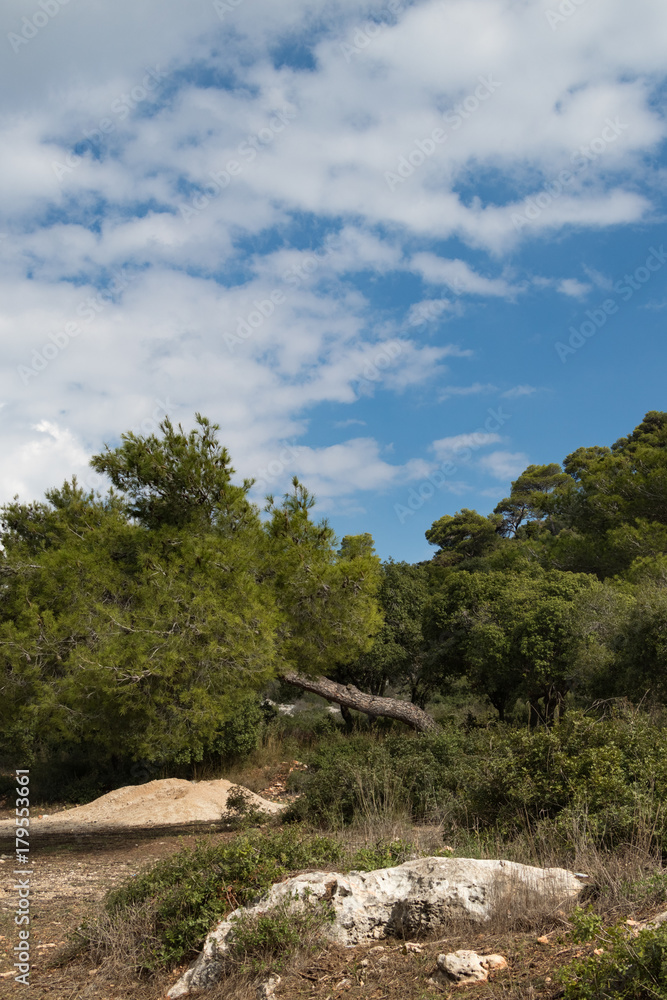 Horizontal-trunked tree, clouds as background (Little Switzlerland on Carmel, Israel)