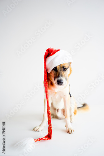 Christmas with a dog © Nichizhenova Elena