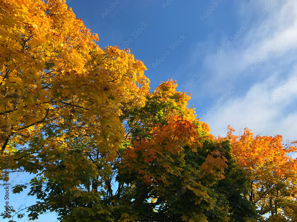 Fototapeta premium Bright autumn sky with high contrast maple trees with yellow and red leaves. 