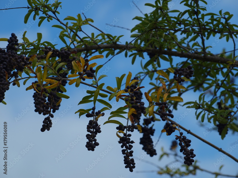 Berries On A Berry Bush Berries On A Berry Bush