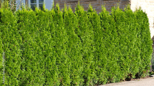 Foto Hecke, Thuja