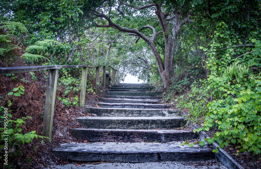 Fototapeta premium Stair Pathway leading up through trees