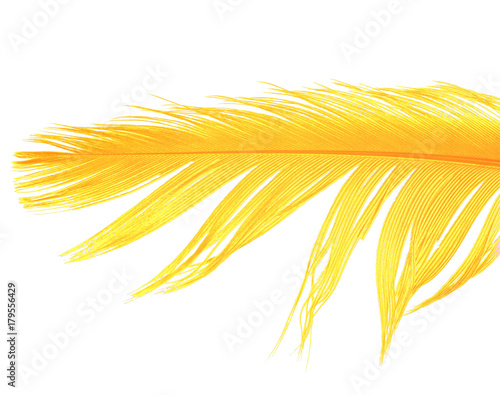 Beautiful feather yellow-orange isolated on white background