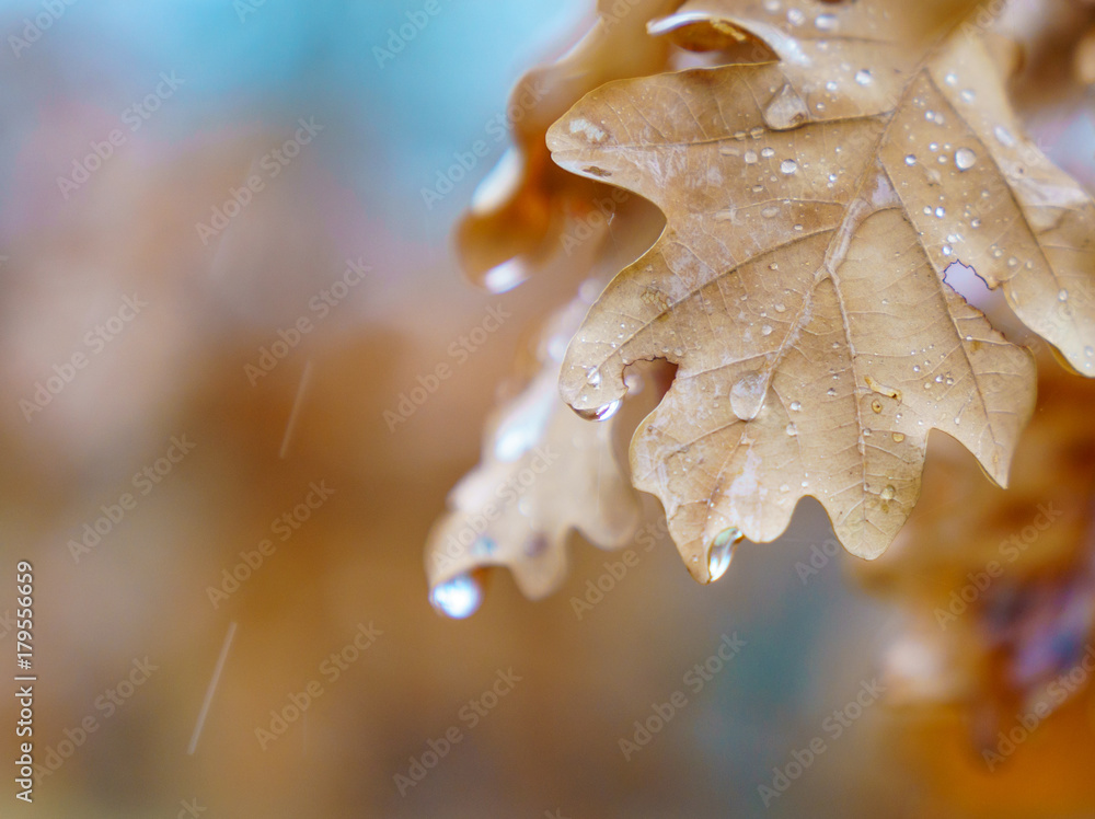 Autumn. Leaves. Rain Autumn. Leaves. Rain