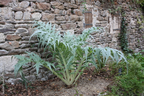 Φωτογραφία le cardon : légume ancien