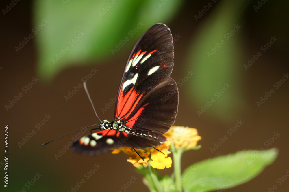 Passionsblumenfalter, Heliconius-erato 