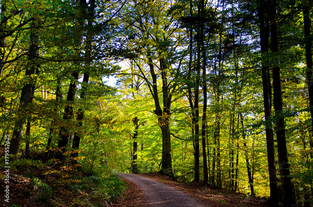 herbstlicher Schwarzwald herbstlicher Schwarzwald