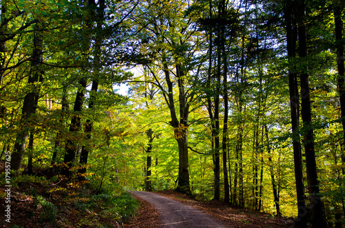 herbstlicher Schwarzwald