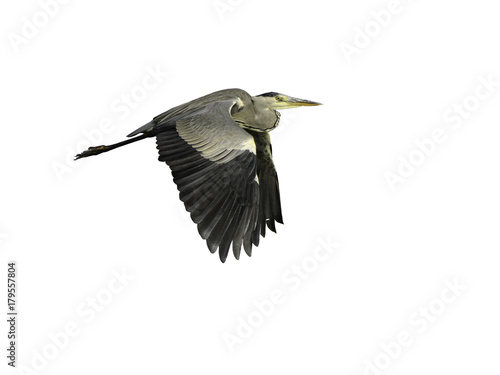 Grey Heron in flight on White Background, Isolated