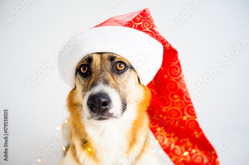 Christmas with a dog © Nichizhenova Elena