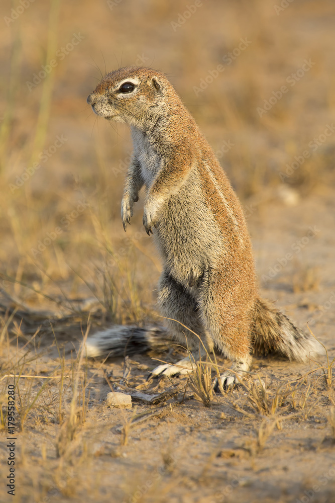 One Ground Squirrel looking for food in dry Kalahari sand One Ground Squirrel looking for food in dry Kalahari sand