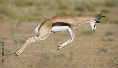 Young springbok male prancing on a plain in the Kgalagadi photo