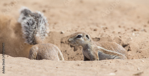 Two Ground Squirrels looking for food in dry Kalahari sand artistic conversion