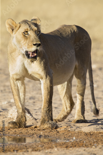 Large lioness standing up after drinking water from a small pool in Kalahari
