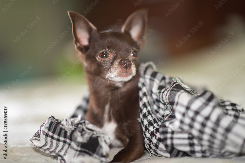 Cute brown short-hair Chihuahua puppy wrapped in shawl