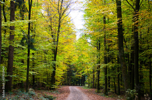 Herbst in den Wäldern des Schwarzwaldes