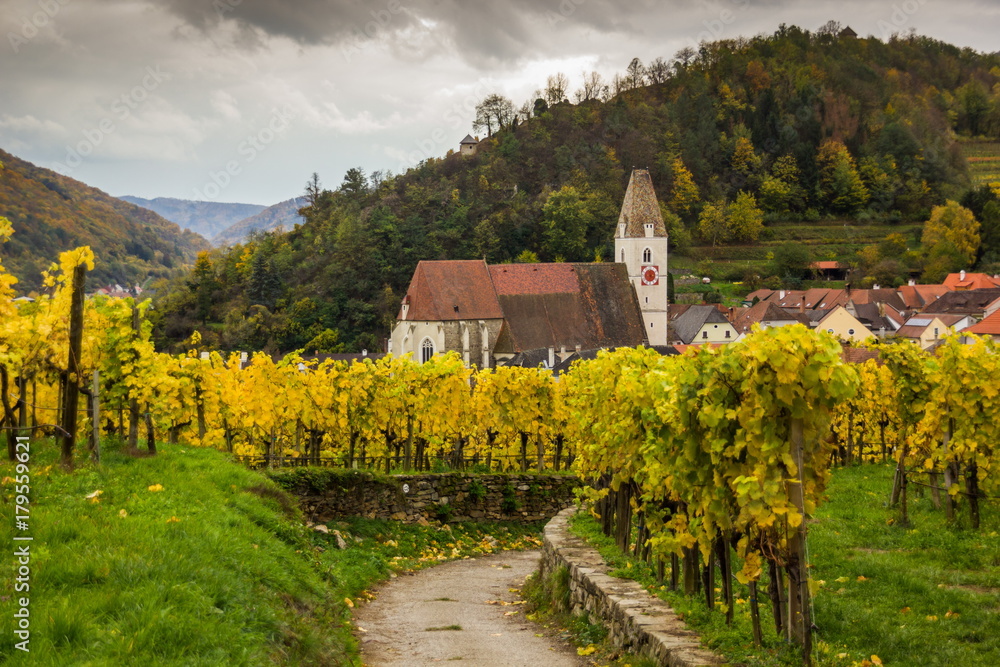 Obraz premium Colorful autumn Vineyard in Wachau valley in Austria