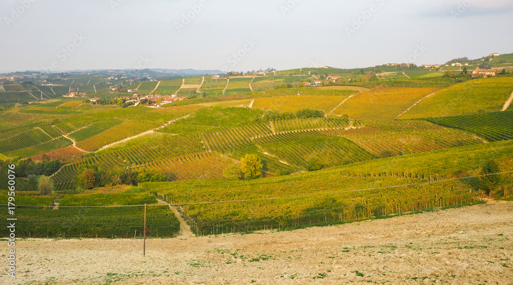 Obraz premium Landscape of Monferrato and Roero vineyards, Piedmont, during autumn harvest period