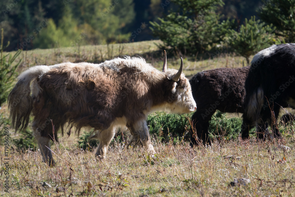 Fototapeta premium Yak (Himalayan yak)