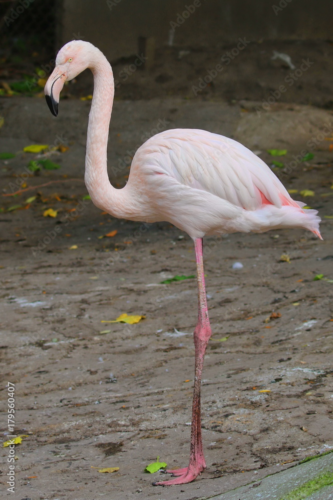 Pink flamingo. Single bird. Ukraine, 2017. Pink flamingo. Single bird. Ukraine, 2017.