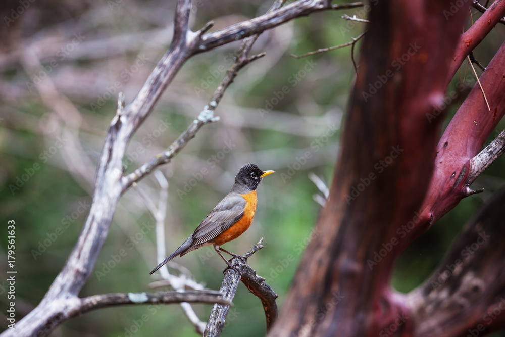 Bird Bird