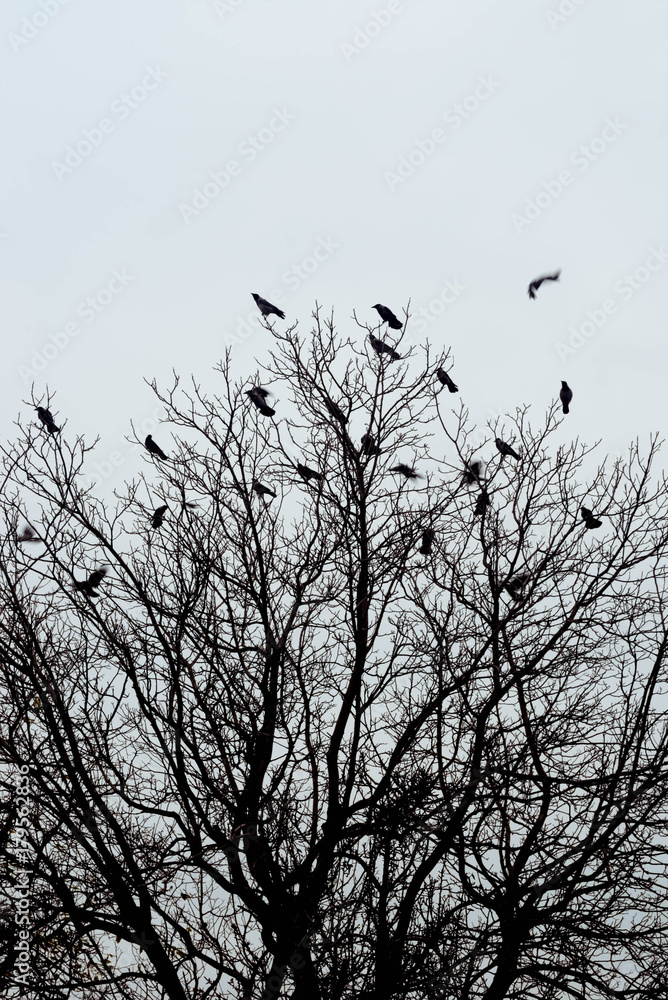 Obraz premium silhouettes of crows birds on tree